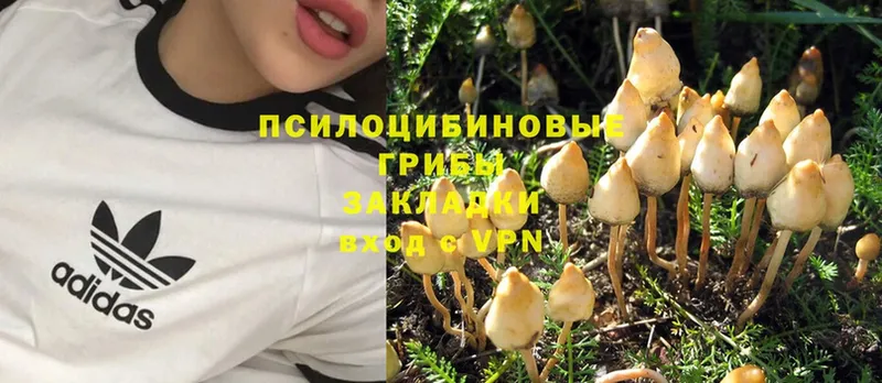 Галлюциногенные грибы MAGIC MUSHROOMS  мориарти как зайти  Краснокаменск 